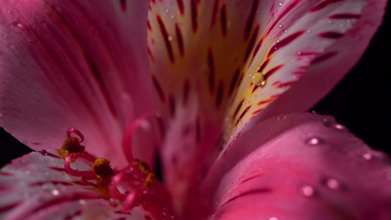 Epilobium Fleischeri Extract